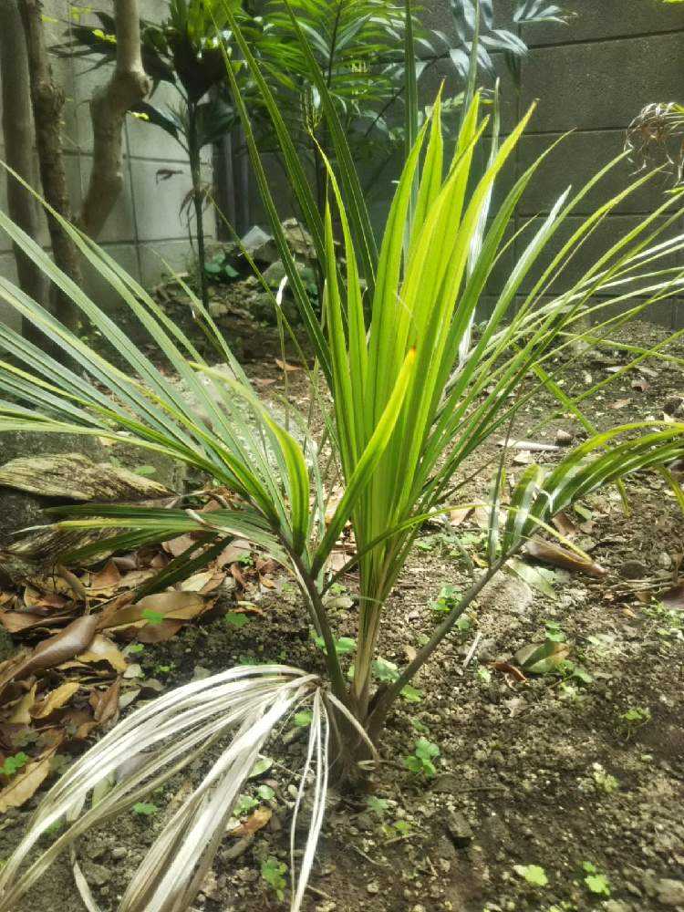 Rhopalostylis sapida ニカウヤシ｜🍀GreenSnap（グリーンスナップ）