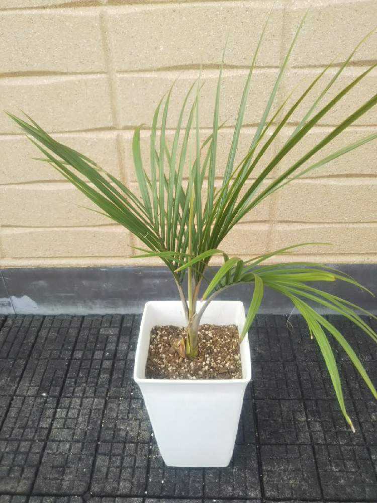 Rhopalostylis sapida ニカウヤシ｜🍀GreenSnap（グリーンスナップ）