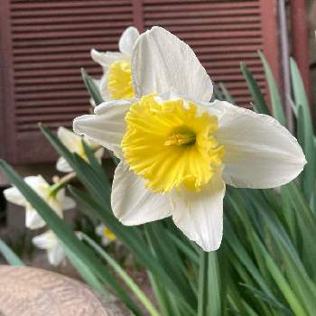 3月の画像 by りいなさん | 小さな庭と白い水仙と毎年咲いてくれると3月と放任主義と白い花