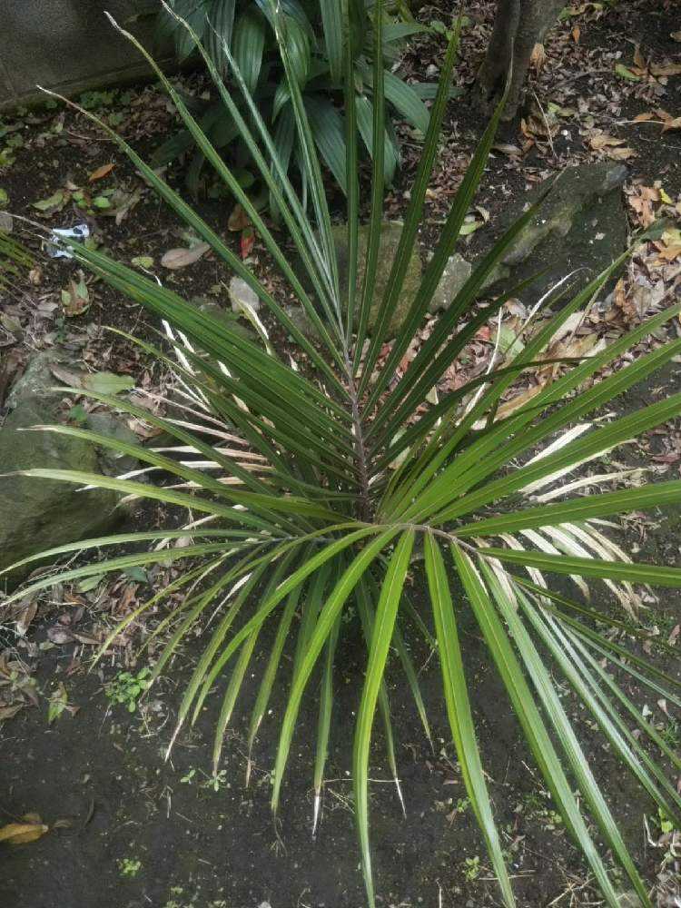 シアッツ　Rhopalostylis sapida　ニカウヤシ Rhopalostylis sapida ニカウヤシ｜🍀GreenSnap（グリーンスナップ）