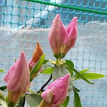 アザレア☆の画像 by ありすの母さん | 小さな庭と躑躅！と金曜日の蕾たちとつつじ♡とピンクの花とアザレア☆