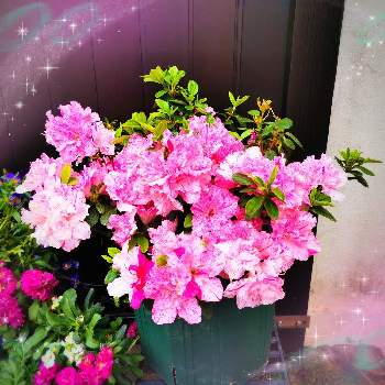 アザレア☆の画像 by マカロンさん | 春のお花と癒やしと小さな幸せ❤と春の訪れと全てのものへの感謝と畏敬と小さな庭♡と花のある暮らしとおうちで自然を感じるとありがと〜❤とアザレア☆