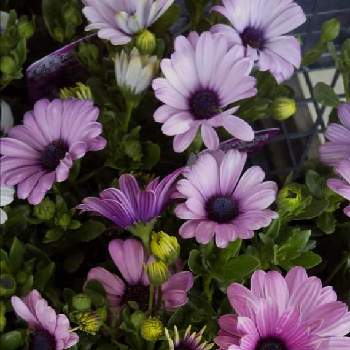 だいすきの画像 by ぴょんさん | お出かけ先とオステオスペルマムとだいすきとさむいね。と可愛い❤と綺麗なお花❤とつぼみと花屋さんときれいな色とピンク色の花と好みの色と花のある暮らしと爽やかな色