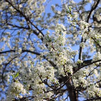 すももの花の投稿画像一覧 Greensnap グリーンスナップ すももの花の投稿画像一覧 Greensnap グリーンスナップ