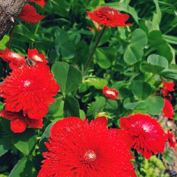 ダブルコロナリアフローレプレノ球根5個 幻のアネモネ Www Hermosa Co Jp ダブルコロナリアフローレプレノ球根5個 幻のアネモネ Www Hermosa Co Jp