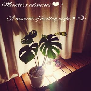 モンステラ アダンソニー,ライトアップ,モンステラ属,わが家の観葉植物❢,アロマの画像