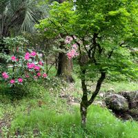 石楠花,石楠花,フェニックス,もみじ,3月31日に投稿した石楠花の画像