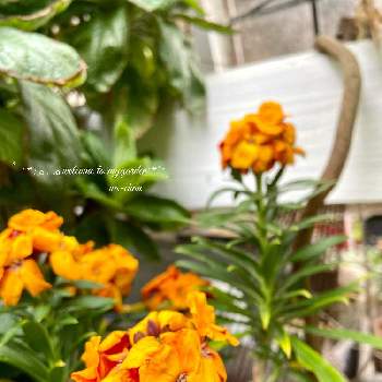 ウォール フラワーの投稿画像一覧 Greensnap グリーンスナップ