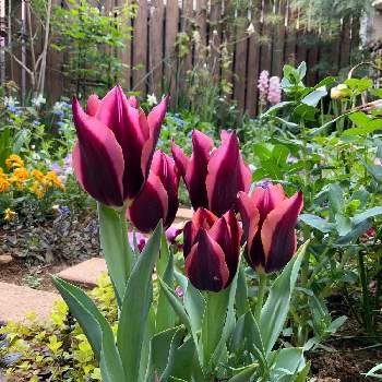 早春のお花の画像 by オードリーさん | 小さな庭とチューリップ♪とゴージャス&エレガント❤と早春のお花とチューリップ「スラワ」