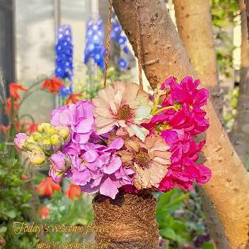  ストックの画像 by miuさん | 小さな庭とたねからの幸せと育てる楽しみと花のある暮らしとevening gardenと ストックとラナンキュラスラックスの花