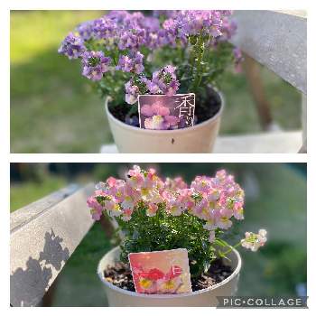 メネシア☆の画像 by ポポおじさんさん | メネシア☆と紫色の花といい香りとお庭と可愛いピンク色♡