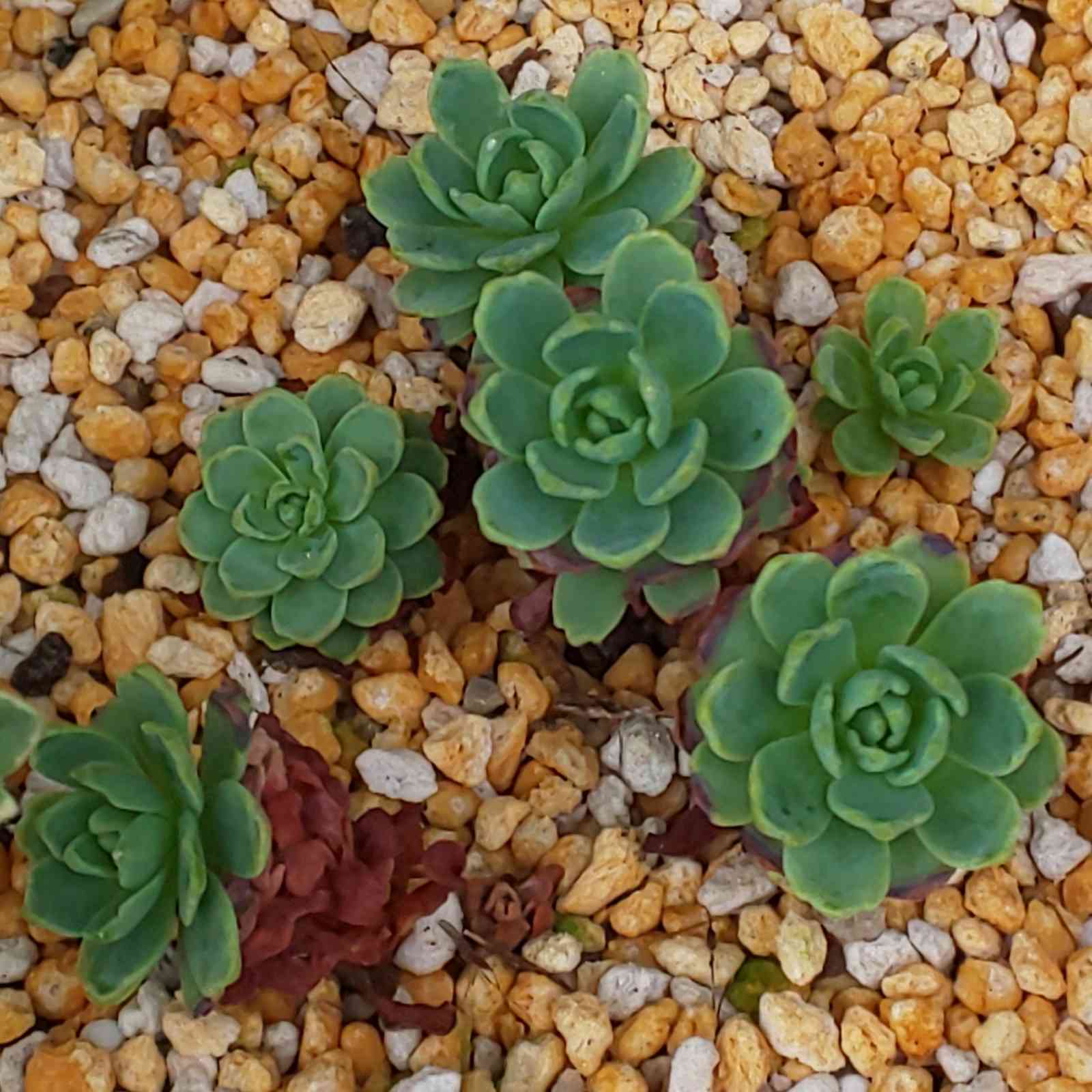 わかば オリバーマジック ホッピングモルガン ＆ CSB わかば様専用 オリバーマジック ホッピングモルガン ＆ CSB