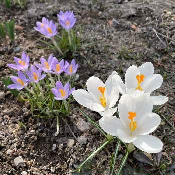 クロッカスの花の画像 by tomoさん | クロッカスとお庭パトロールと春のお花とクロッカスの花と春の訪れとお花のある暮らしと北海道からと早春の花と恵庭市と可愛らしいと『秋植え球根2022』フォトコンテスト