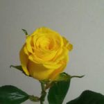 バラ ゴールドラッシュの一覧 Greensnap グリーンスナップ