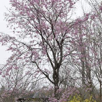 しだれ桜の画像 by つーさん | 広い庭とレンギョウとしだれ桜とネコ好きと田舎暮らしと花のある暮らしと大切に大切に♡