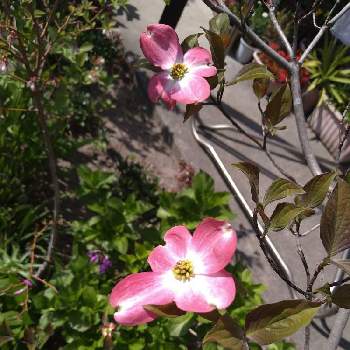 好きな物の画像 by ドライフラワーさん | 小さな庭と好きな物とピンク色と植物とお花が楽しみと ハナミズキとピンク色の花と可愛いとやさしい❤と宿根・多年草
