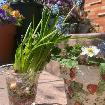 ムスカリの水耕栽培の投稿画像一覧 Greensnap グリーンスナップ