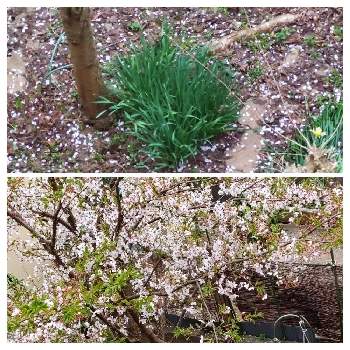 花の命は短くて の投稿画像一覧 Greensnap グリーンスナップ