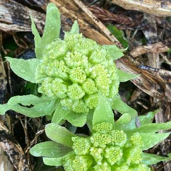 ふきのとう春の投稿画像一覧 Greensnap グリーンスナップ