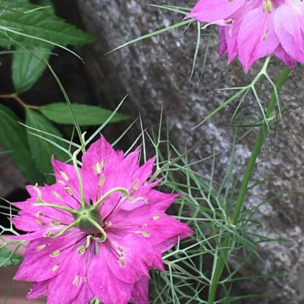 ニゲラピンクの投稿画像 By Manabeさん クロタネソウとピンクの花とキンポウゲ科と今日のお花とクロタネソウ 属とお出かけ先と過去写真とピンクの花とキンポウゲ科と今日のお花とクロタネソウ属と過去写真 22月4月16日 Greensnap グリーンスナップ Greensnap