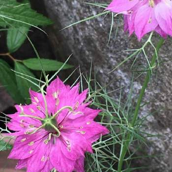 クロタネソウ属の画像 by manabeさん | お出かけ先とニゲラピンクとクロタネソウとピンクの花とキンポウゲ科と今日のお花とクロタネソウ属と過去写真
