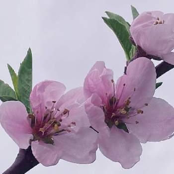 桃の花の画像 by モンゴメリーさん | 広い庭と桃の花と春のお花と感動！と癒しとお顔がこんにちはと緑のある暮らしと元気もらえると可愛い〜♡と桃の花☆と小さな幸せ♡とピンク色の花と花のある暮らしと優しい色