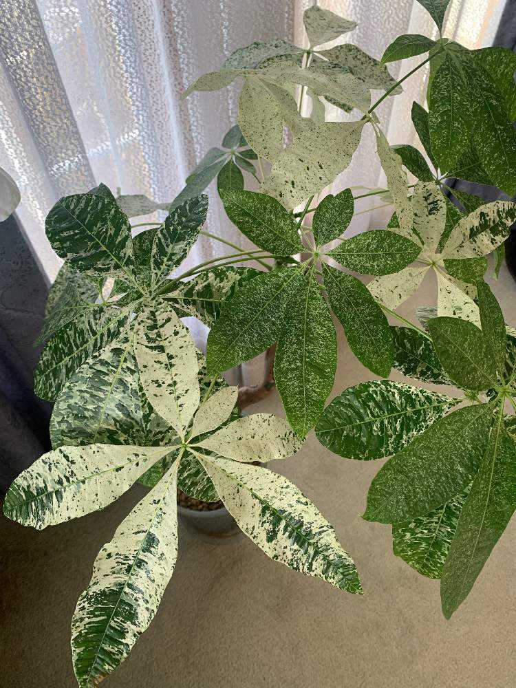 パキラ ミルキーウェイの斑はどのように入るのか。｜🍀GreenSnap