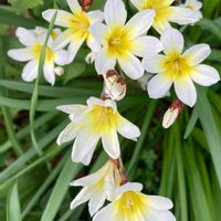 イキシア,スパラキシス,小さな幸せ♡,花いろいろ,はなまっぷの画像