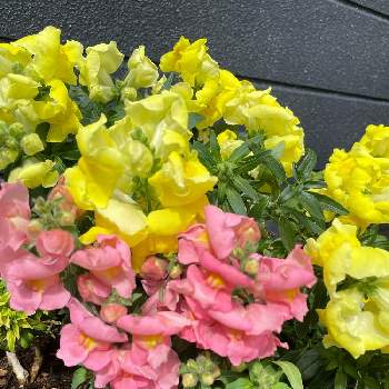 イエローの花の画像 by marimo37さん | 金魚草と小さな庭♡とピンクのお花と花いろいろと花のある暮らしとかわいいと花が好きとイエローの花