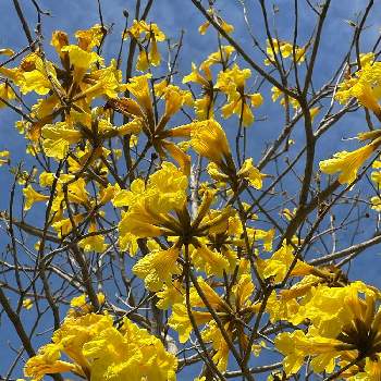 イペーの花の投稿画像一覧 Greensnap グリーンスナップ