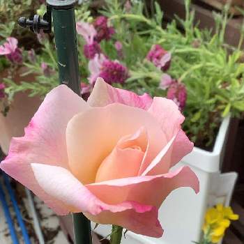 バラの新苗の画像 by えっこさん | バルコニー/ベランダとグルスアンアーヘンとベランダガーデンといい香りと薔薇♪とバラの新苗