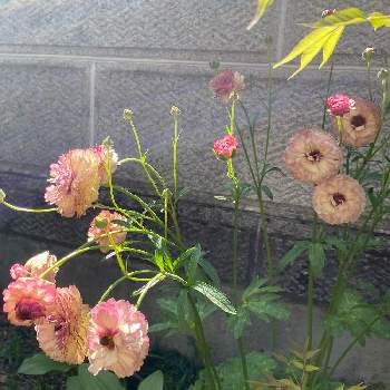 ラナンキュラスラックス・アイオリアの画像 by ビオラさん | 小さな庭と花のある暮らしとながーく咲いてねとラナンキュラスラックス・アイオリア