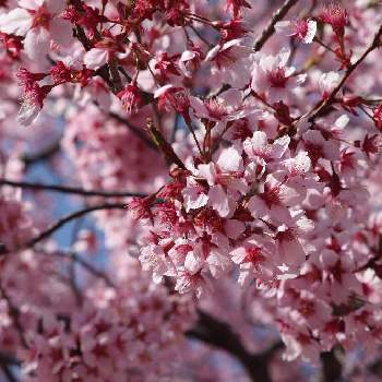 ヤマザクラの画像 by JOUROさん | お出かけ先とヤマザクラとGS映えと桜フォトコン2022とさくら 桜 サクラと花のある暮らしとヤマザクラ*と旬の花
