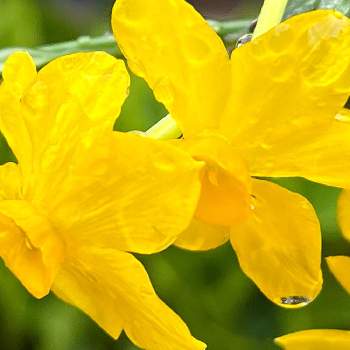 しずくちゃん♡の画像 by カヤランさん | 小さな庭と黄色の花とスイセン  黄色としずくちゃん♡
