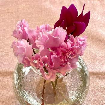 可愛いピンクの画像 by あやりんさん | 部屋とシクラメンと春ですね♡と可愛いお花♡と可愛いピンクとフリフリの花びら♡と乙女色クラブと春色～と可愛い♡