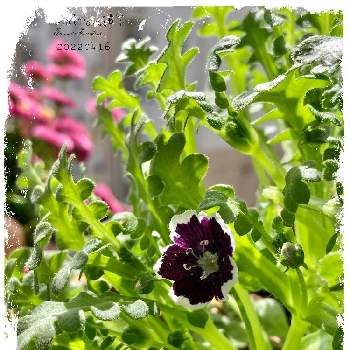 寒い日の画像 by hiroさん | バルコニー/ベランダと黒い花と開花と晴れの日と種まきと癒しと今日の一枚と ネモフィラと今年も咲いたと小さい花とネモフィラ☆ペニーブラックと寒い日