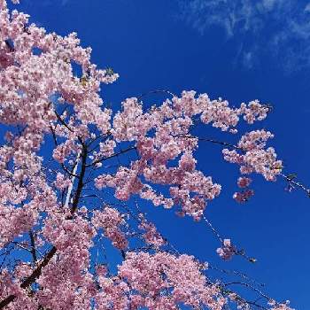 しだれ桜の画像 by みよさん | しだれ桜と桜フォトコン2022