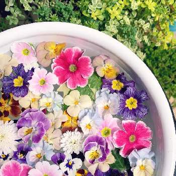 セダム寄せの画像 by Norikoさん | バルコニー/ベランダとパンジー シエルブリエとビオラとマーガレットとプリムラジュリアンとプリムラオブコニカとセダム寄せと春のお花と幸せとお花を楽しむと癒しの色とお気に入りとバルコニーガーデンと癒しとお花大好きとフローティングフラワーと癒しの空間とお花のある暮らしと季節のお花ときれいな色とはると暮らしに癒しをとバルコニーガーデンよりとかわいいとお花のある生活とおうちでお花時間と花遊び