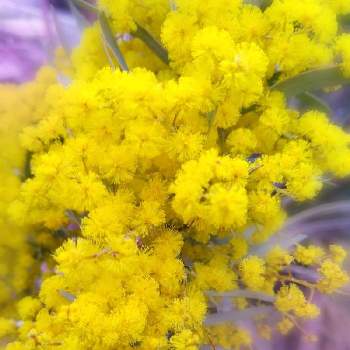 ワトル アカシア の投稿画像一覧 Greensnap グリーンスナップ