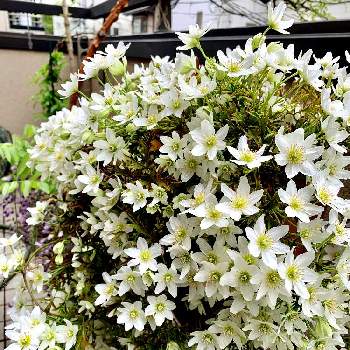 清楚な白いお花の画像 by よっちさん | バルコニー/ベランダとクレマチス  カートマニージョーと鉢植えと清楚な白いお花