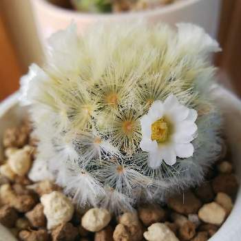 サボテンの蕾の投稿画像一覧 Greensnap グリーンスナップ