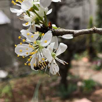 プルーンの花の投稿画像一覧 Greensnap グリーンスナップ