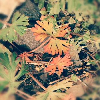 葉の美しさの画像 by 妖精さん | 心あたたかくと生きるチカラと生命力と一期一会.*✿とおすそ分けと葉の美しさとありがとう♡と感謝の思いと元気が出ると心が温かくなればと自然界から贈りもの♪と笑みがこぼれる瞬間と編集済み