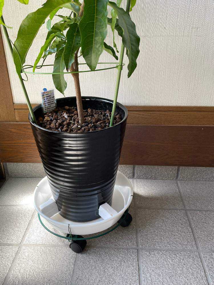 鉢に色々と穴をあけてみた✌️|🍀GreenSnap(グリーンスナップ) 鉢に色々と穴をあけてみた✌️|🍀GreenSnap(グリーンスナップ)