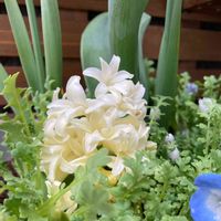 ヒヤシンス,水仙,ネモフィラ種まきっ子,寄せ植え,可愛いの画像