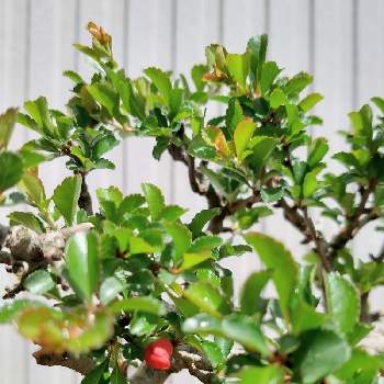 長寿梅の画像 by Shinoさん | 長寿梅と盆栽と小品盆栽とボケ盆栽と長寿梅盆栽