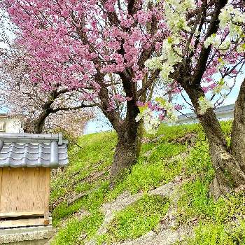 花梨の画像 by Kay_Tama-gsk さん | アプローチと花梨と春のお花と長岡京市とカラフルとピンクの花とピンク色と和花と日本の春と華やかと鮮やか と白い花と西国街道と和の花