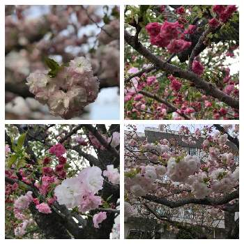 松月桜の画像 by barbyさん | 松月桜と桜台お散歩と自宅近辺