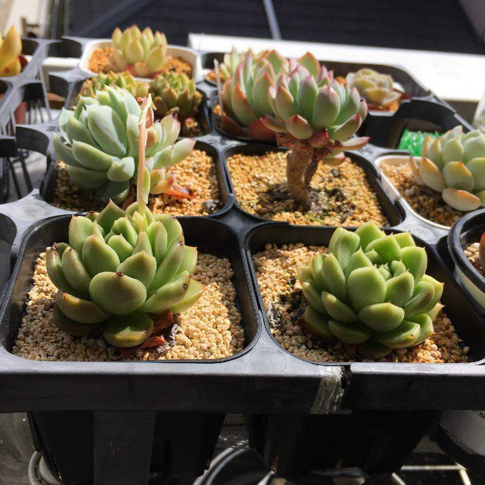 ダイソー謎多肉 育成記録｜🍀GreenSnap（グリーンスナップ）