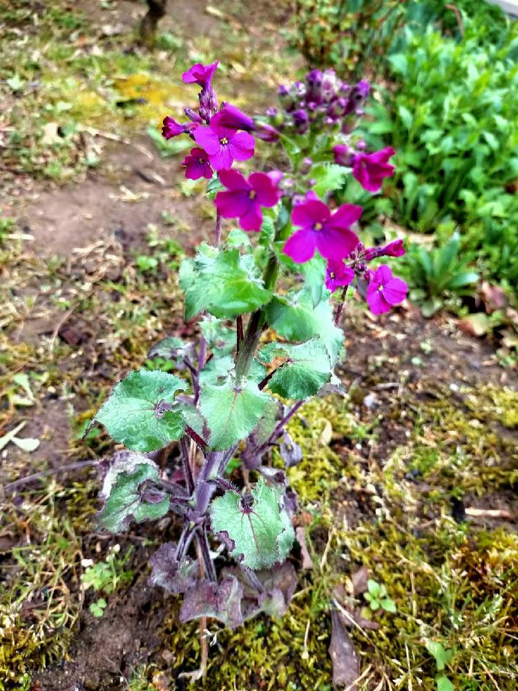 オオバンソウの投稿画像 By Tamuさん ルナリアと広い庭 22月4月16日 Greensnap グリーンスナップ Greensnap グリーンスナップ